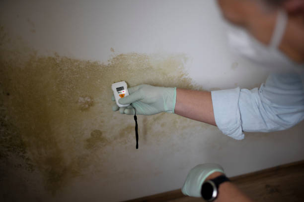 Trusted Northchase, NC Mold Removal Experts