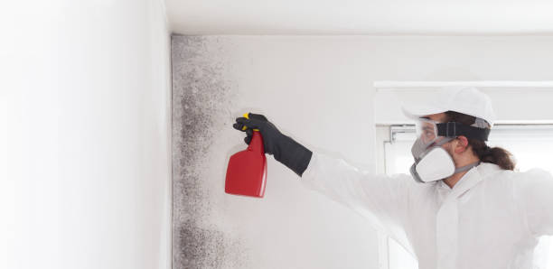 Best Affordable Mold Removal  in Northchase, NC
