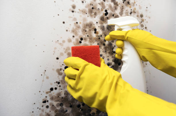 Best Certified Mold Removal  in Northchase, NC